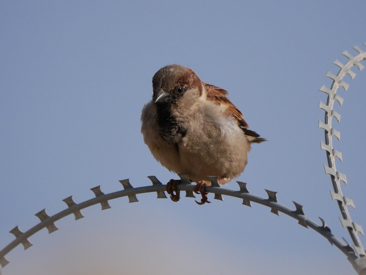 House Sparrow - Thomas Johnson