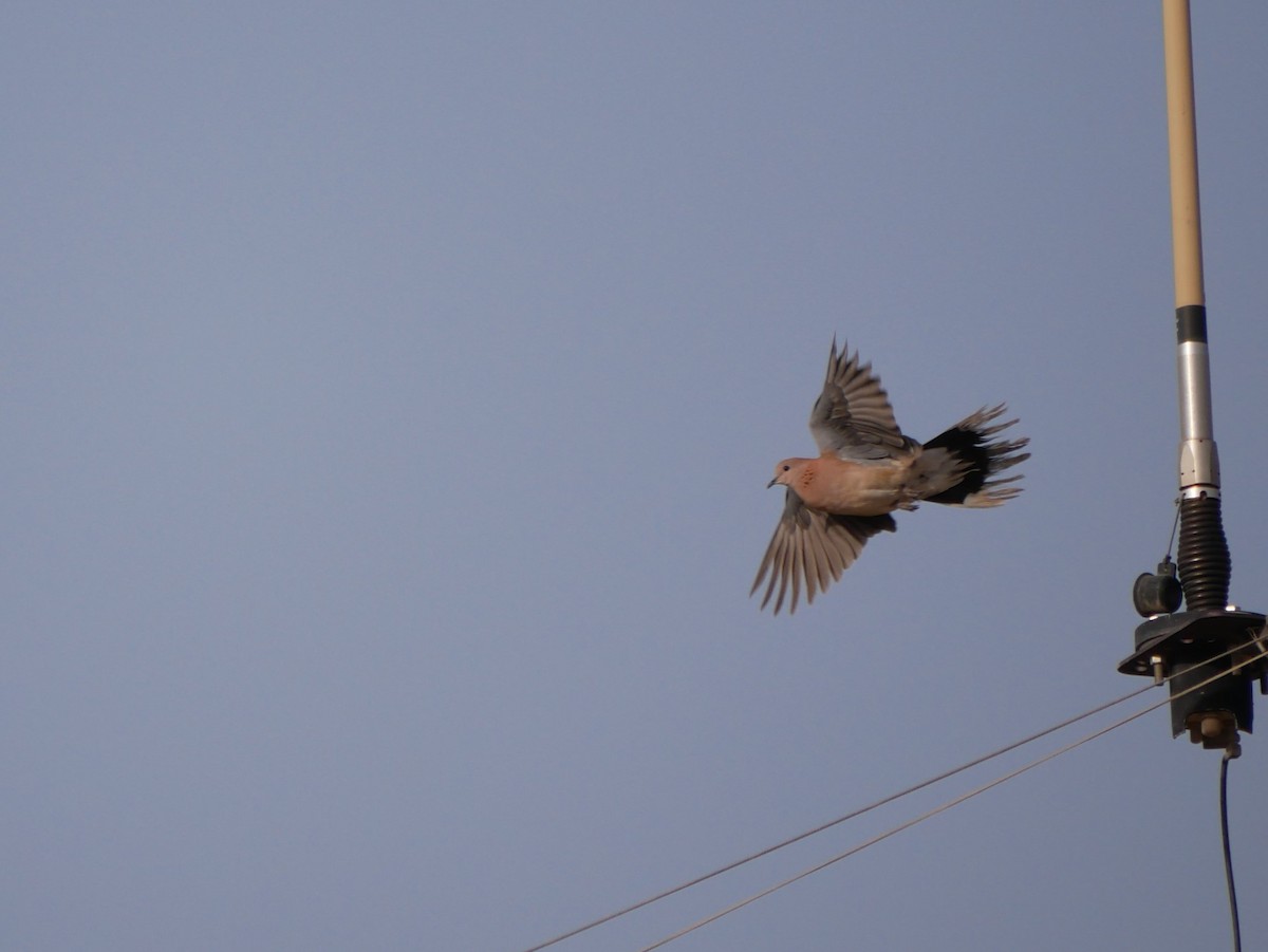 Laughing Dove - ML216756821