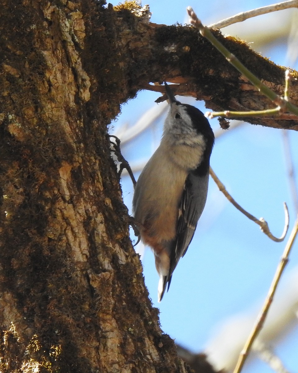 White-breasted Nuthatch - Karen Zeleznik