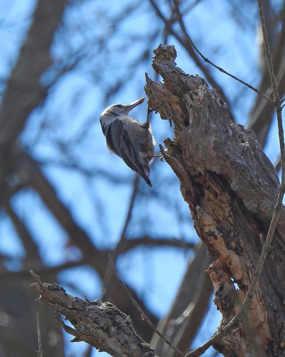 White-breasted Nuthatch - Karen Zeleznik