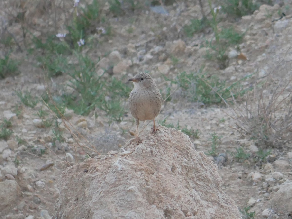 Afghan Babbler - ML216758901