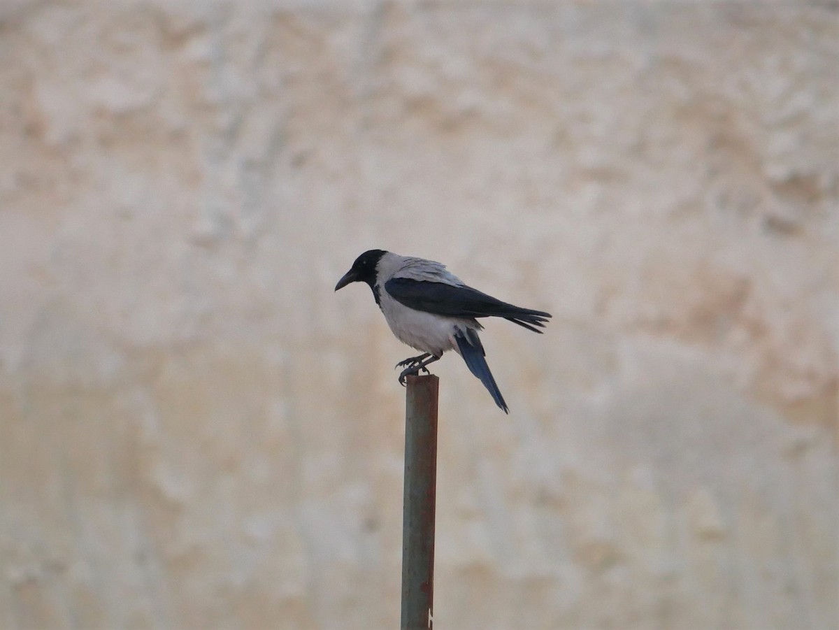 עורב אפור - ML216759301