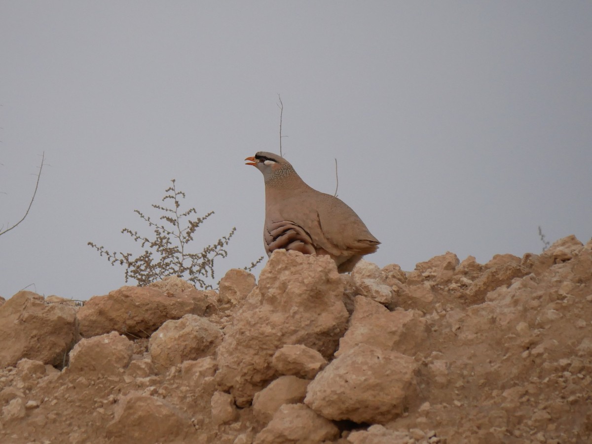 See-see Partridge - Thomas Johnson