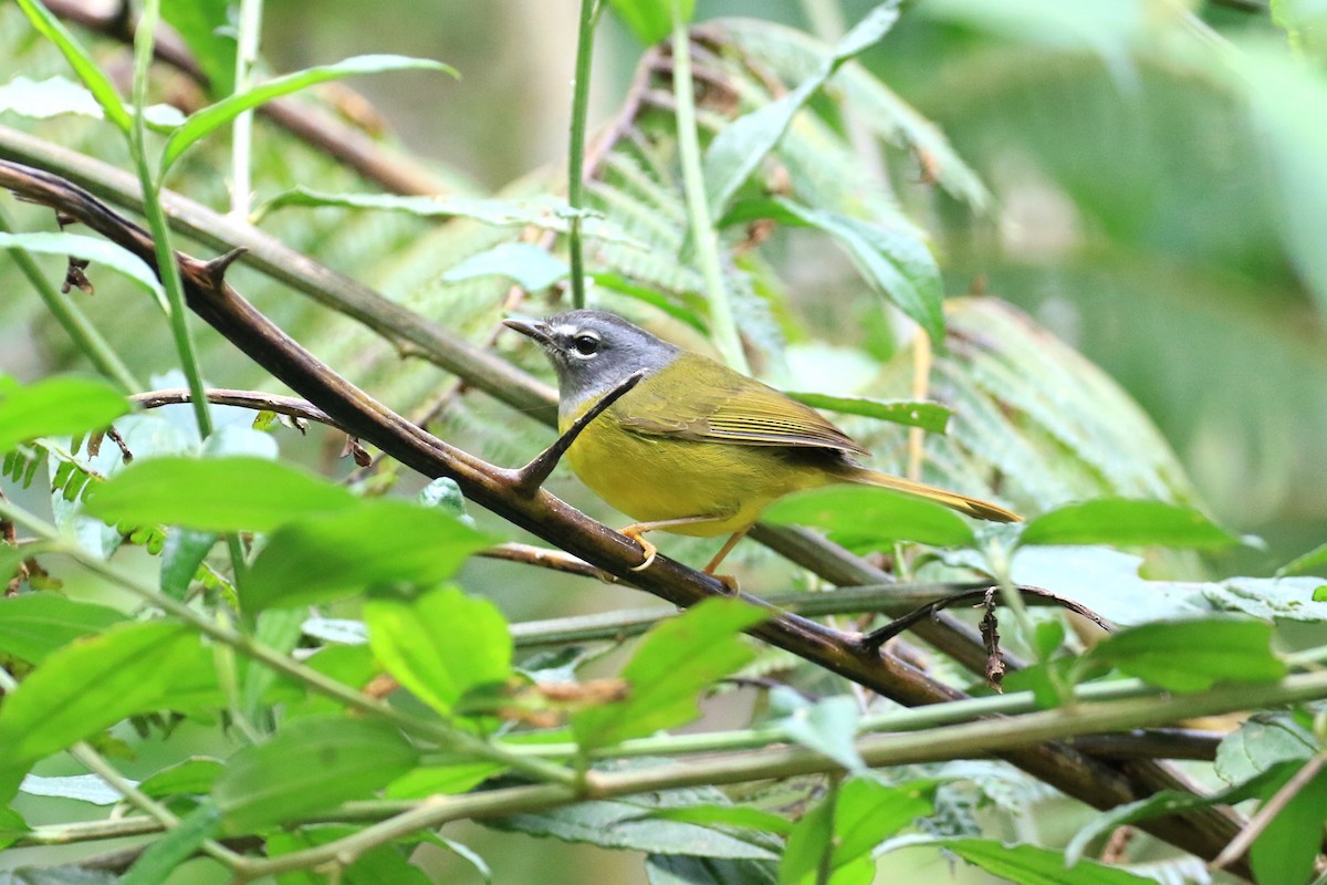 White-lored Warbler - ML216761171