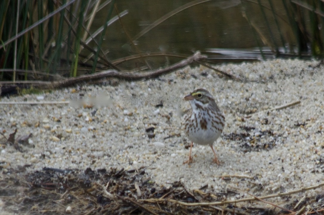 Savannah Sparrow - ML216762001