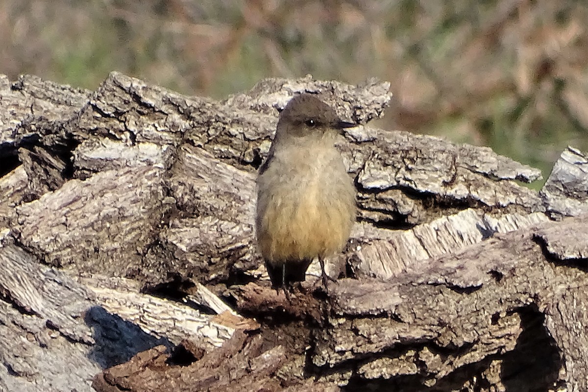 Mosquero Llanero - ML216762561