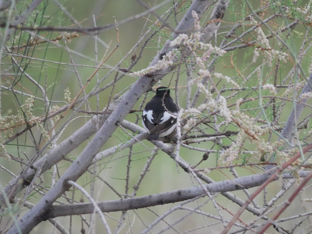 Semicollared Flycatcher - ML216762671