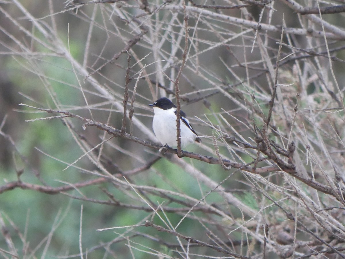 Semicollared Flycatcher - ML216762701