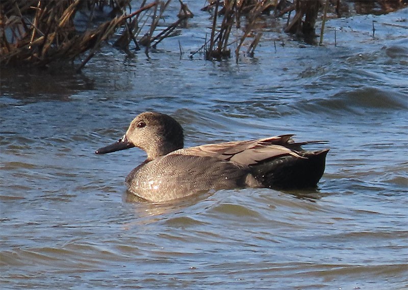 Gadwall - ML216763221