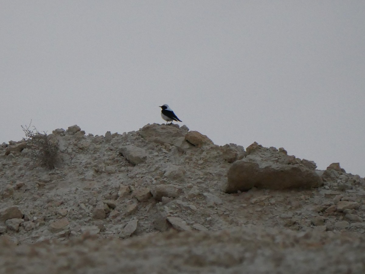 Finsch's Wheatear - ML216763441