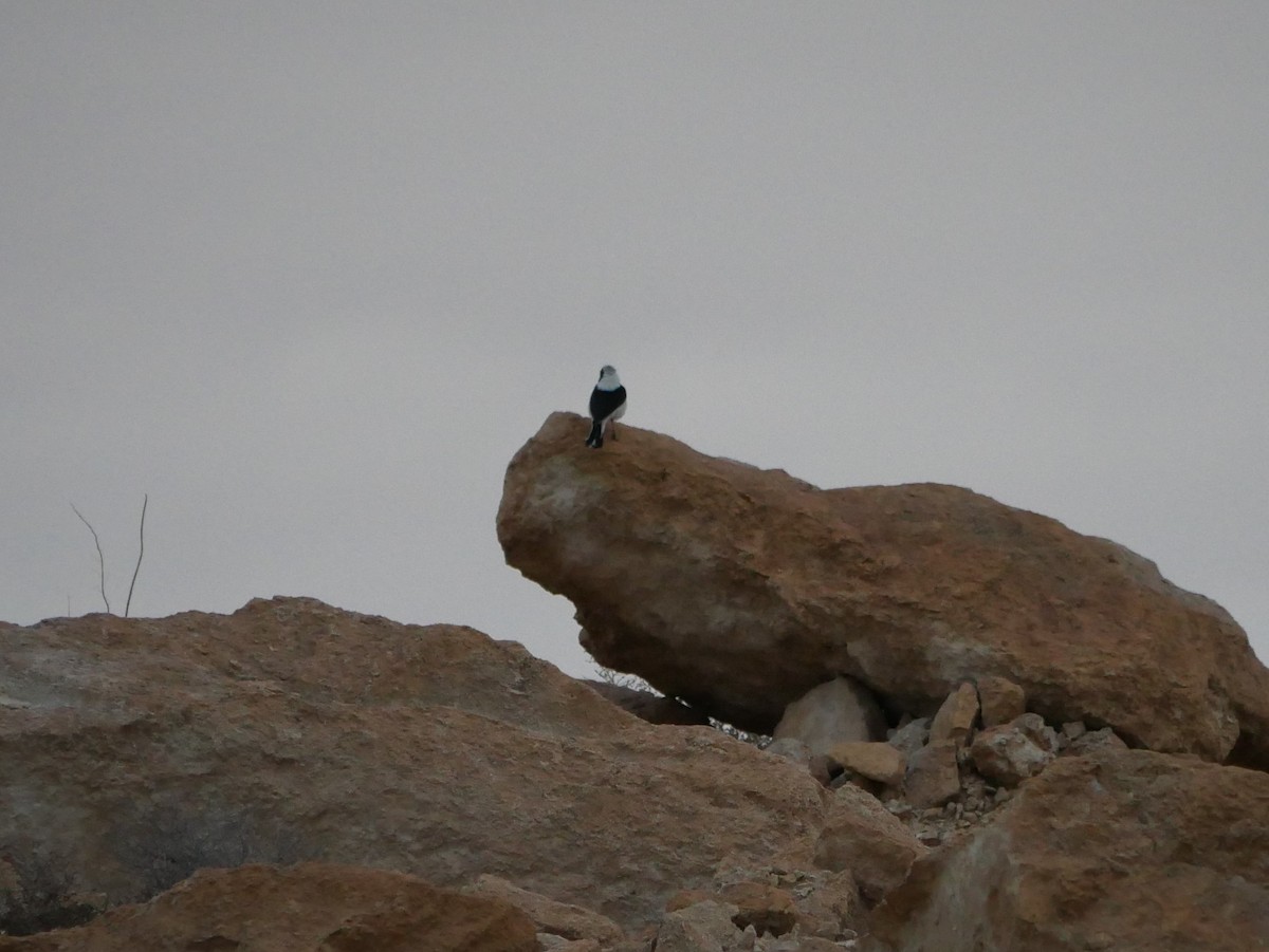 Finsch's Wheatear - ML216763451