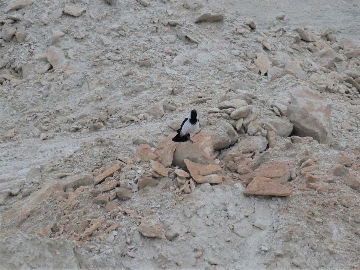 Hooded Crow (Mesopotamian) - ML216763611