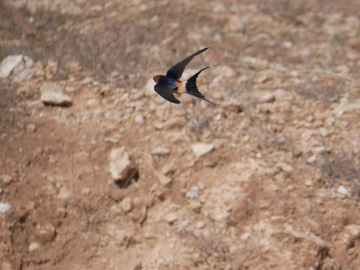 Red-rumped Swallow - ML216765121