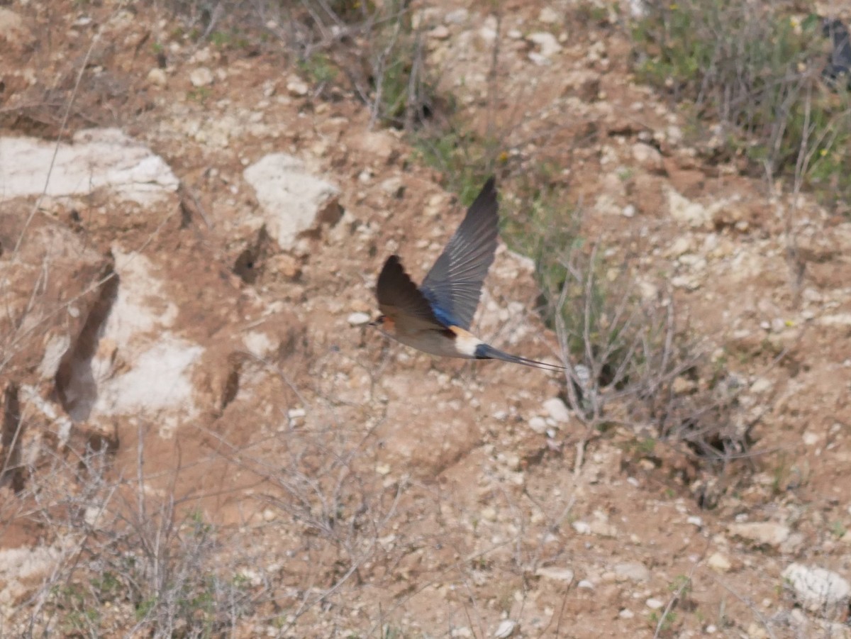 Red-rumped Swallow - Thomas Johnson