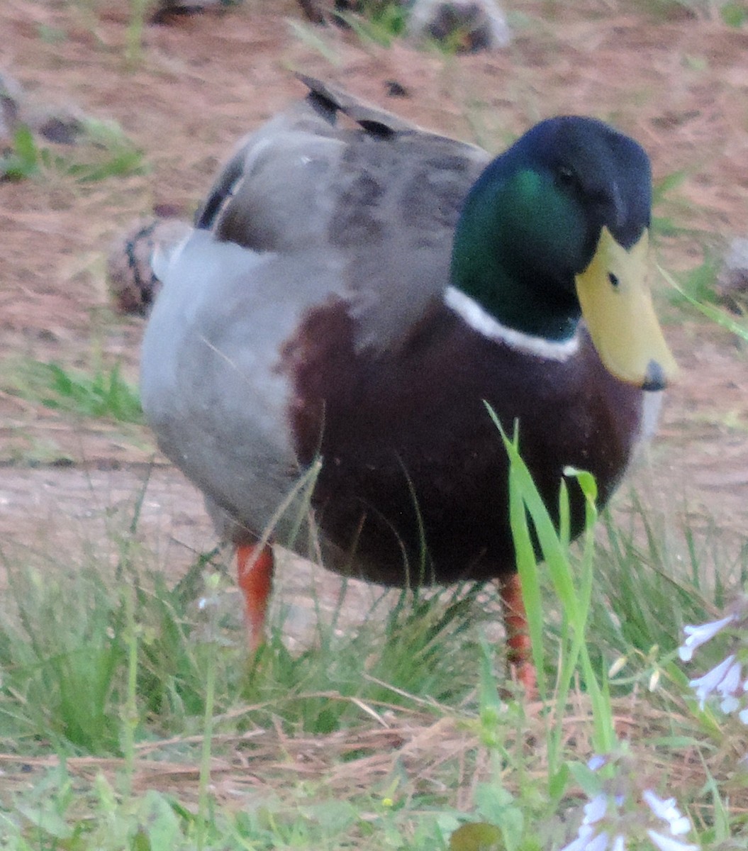 Mallard (Domestic type) - ML216765261