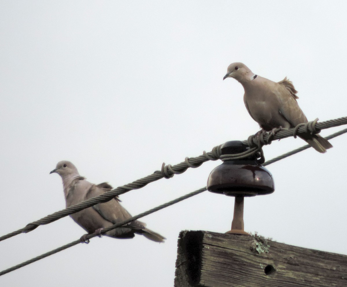 Eurasian Collared-Dove - ML216765791