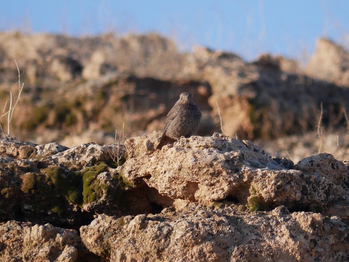 Blue Rock-Thrush - ML216766031