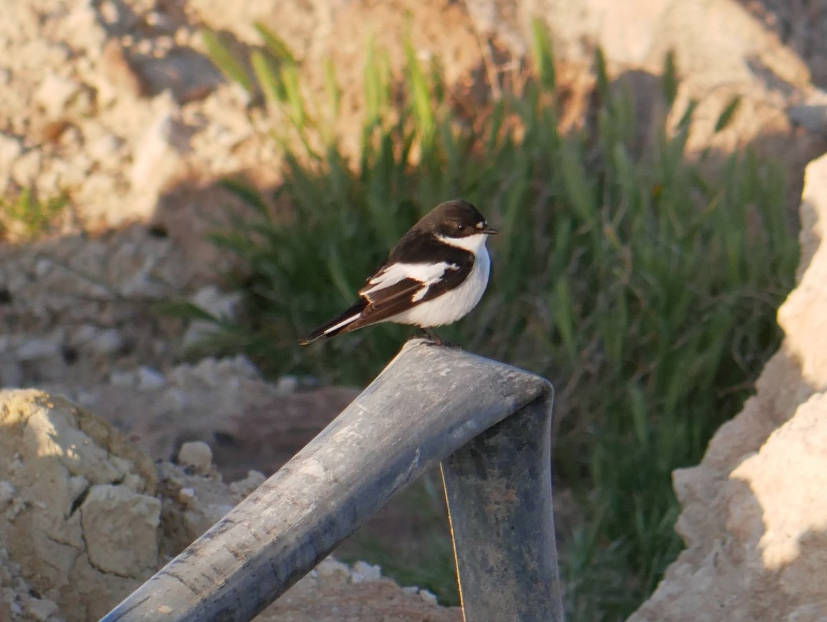 Semicollared Flycatcher - ML216766711