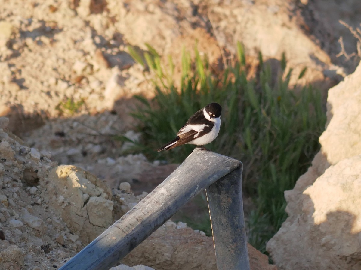 Semicollared Flycatcher - ML216766731