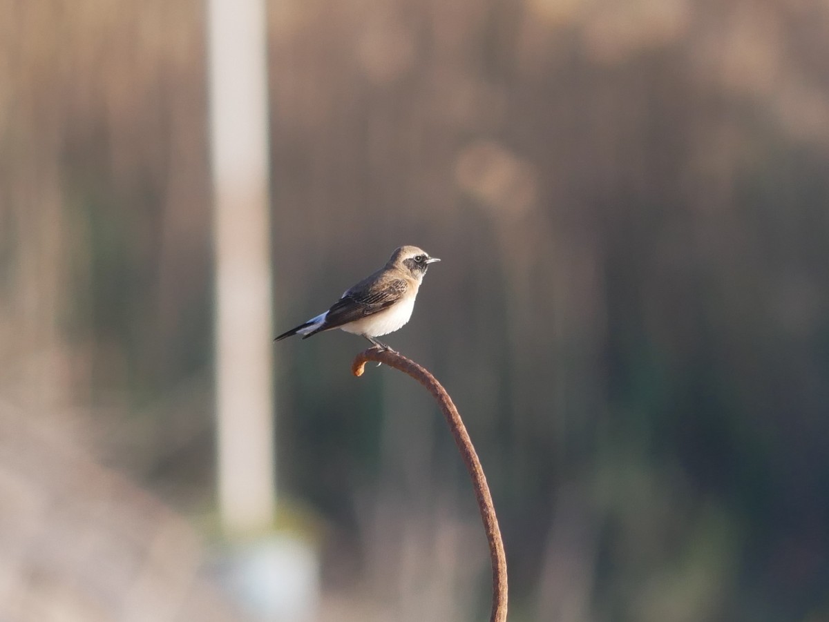 Pied Wheatear - ML216766891