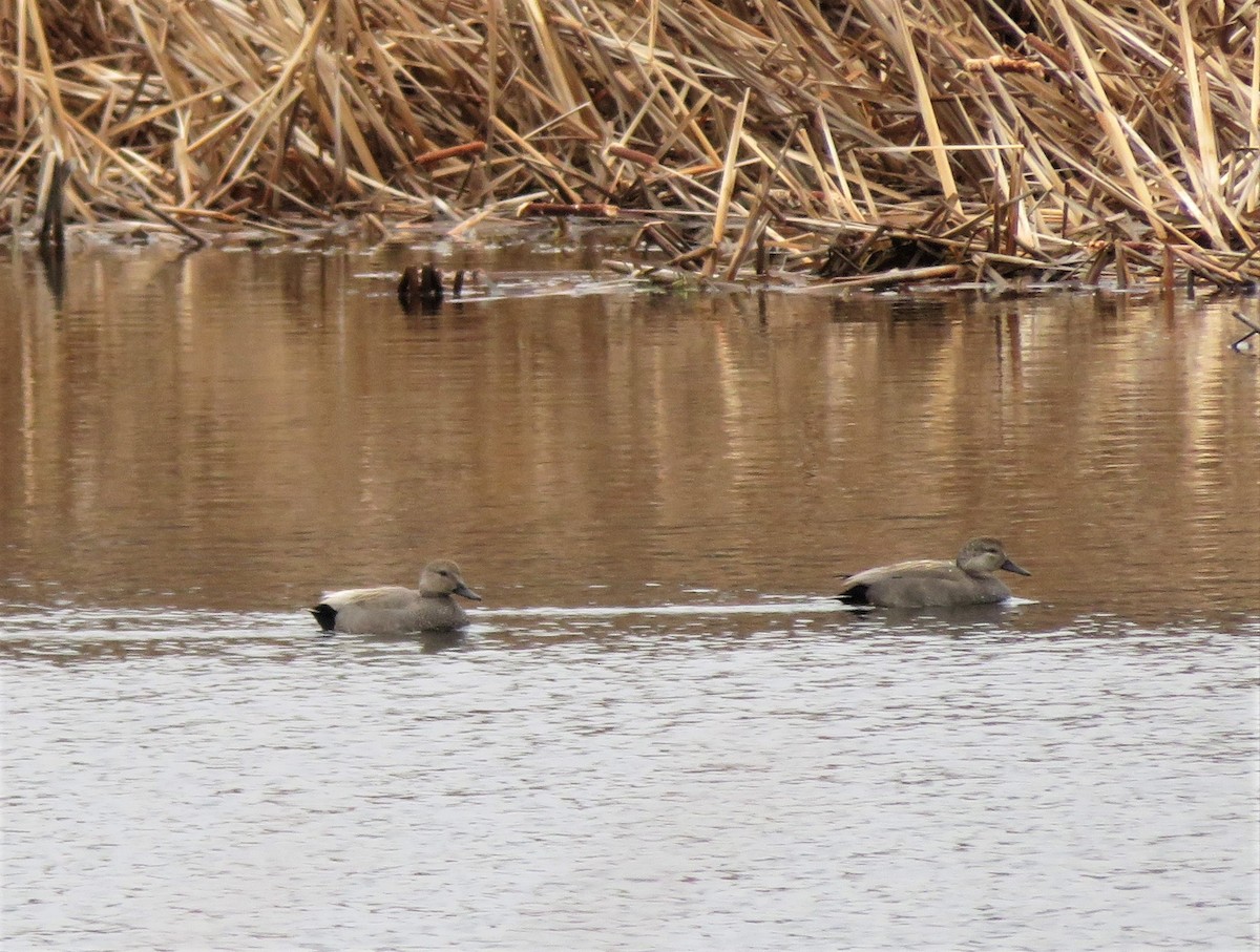 Gadwall - ML216768991