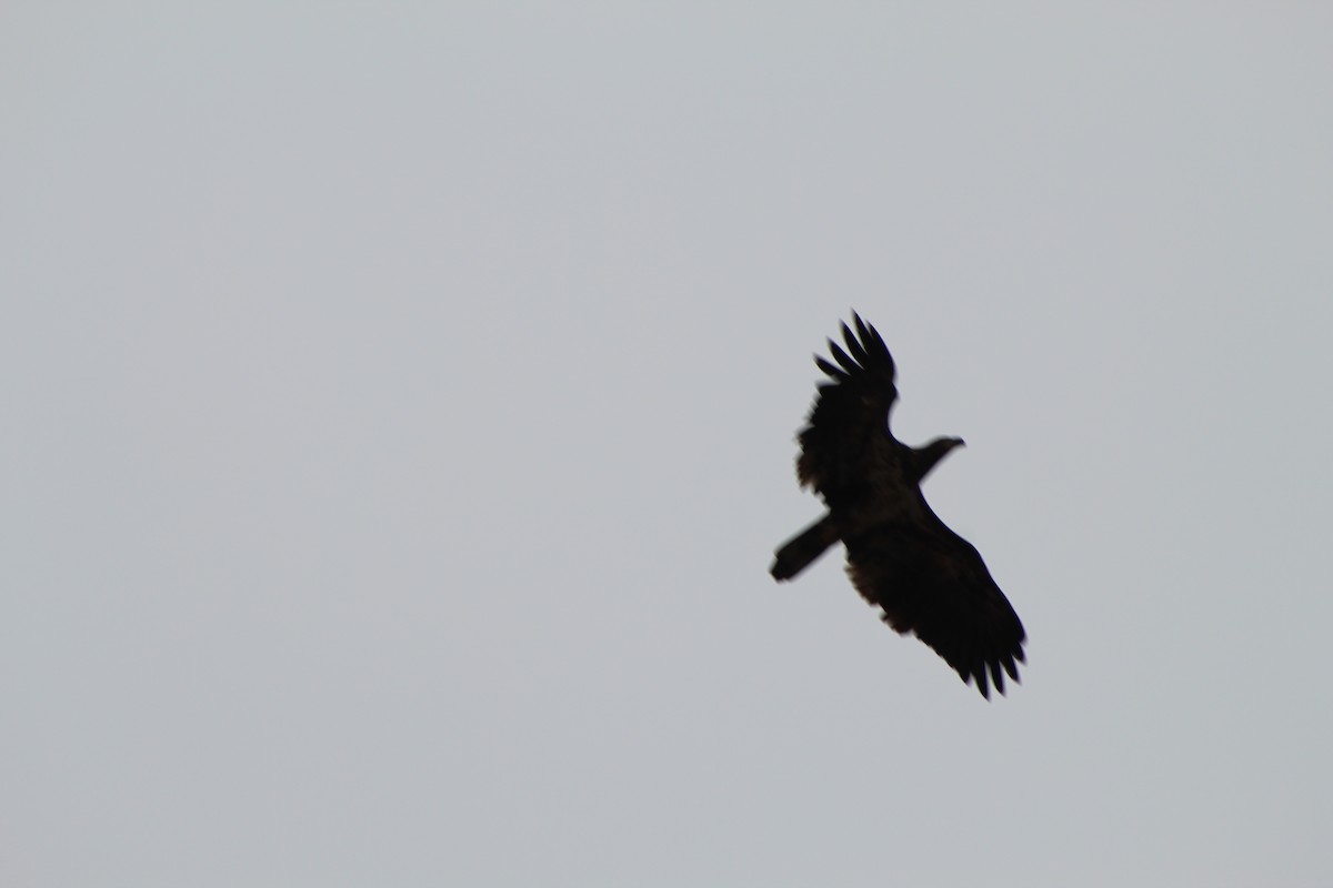 Bald Eagle - cindy crane