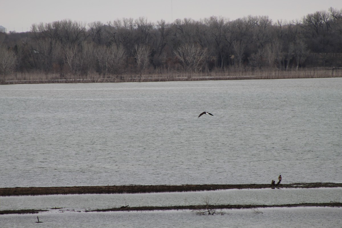 Bald Eagle - cindy crane