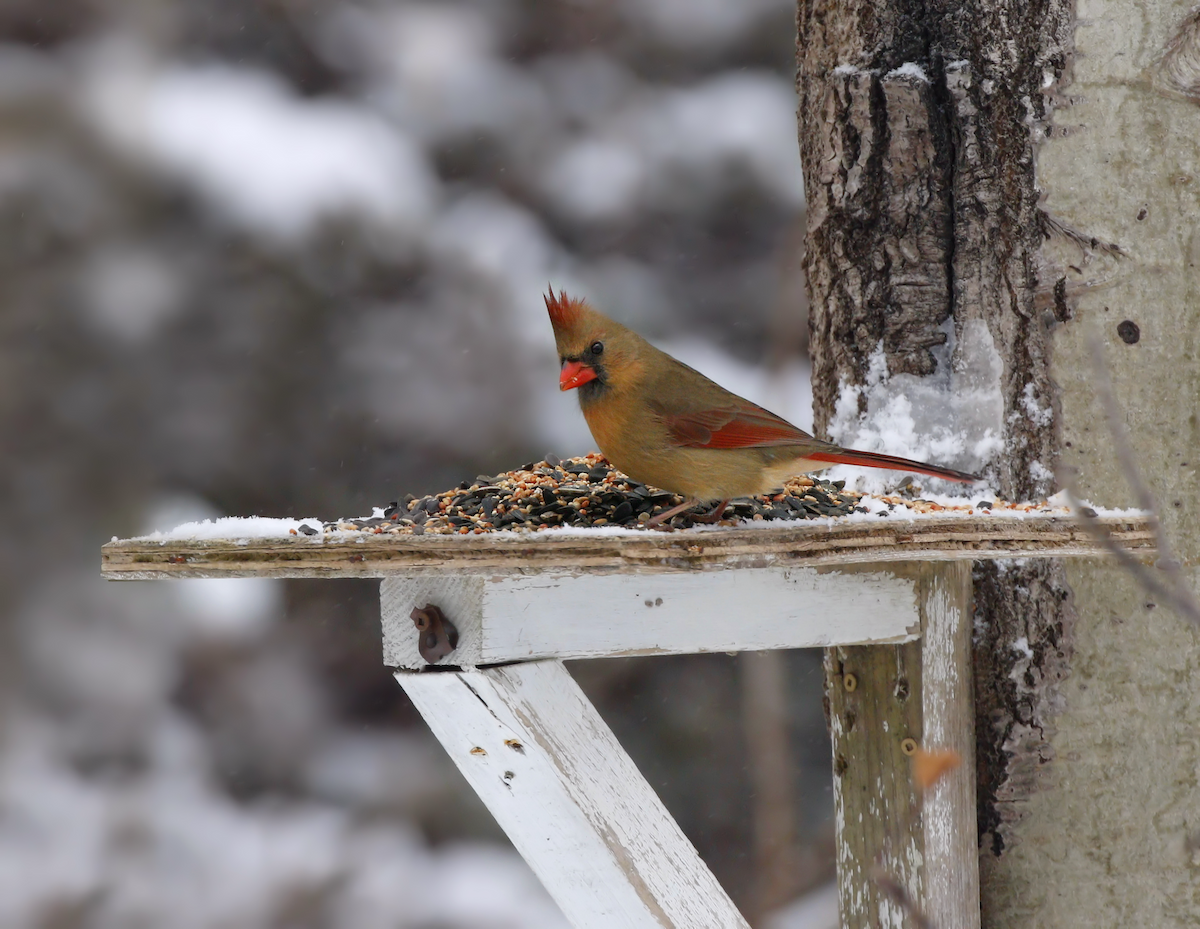 Northern Cardinal - ML216770151