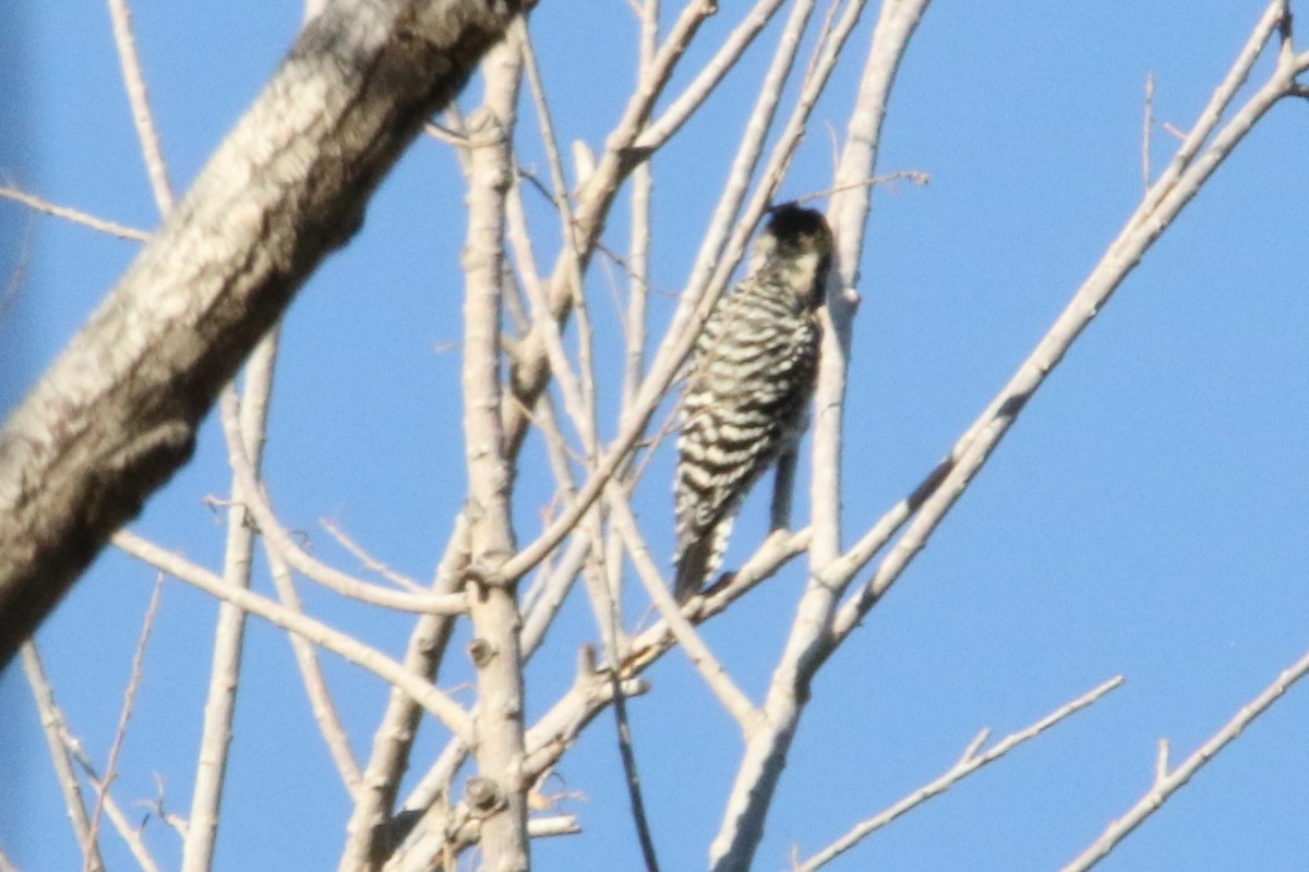Ladder-backed Woodpecker - ML21677031