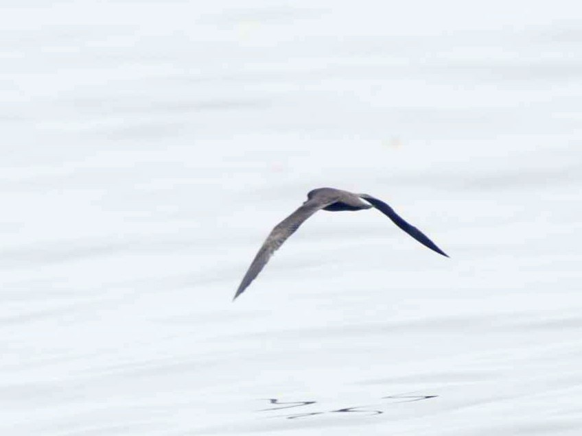 Flesh-footed Shearwater - ML21677071