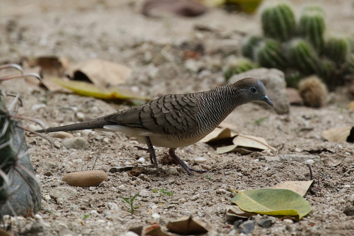 Zebra Dove - Laval Roy