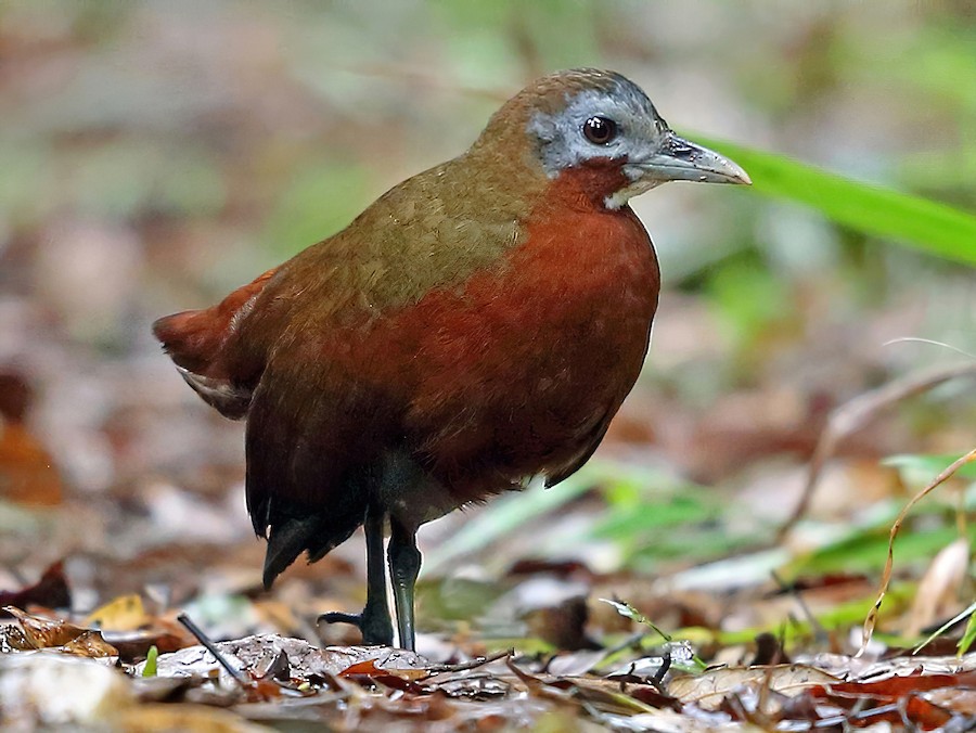 Madagascar Forest Rail - eBird