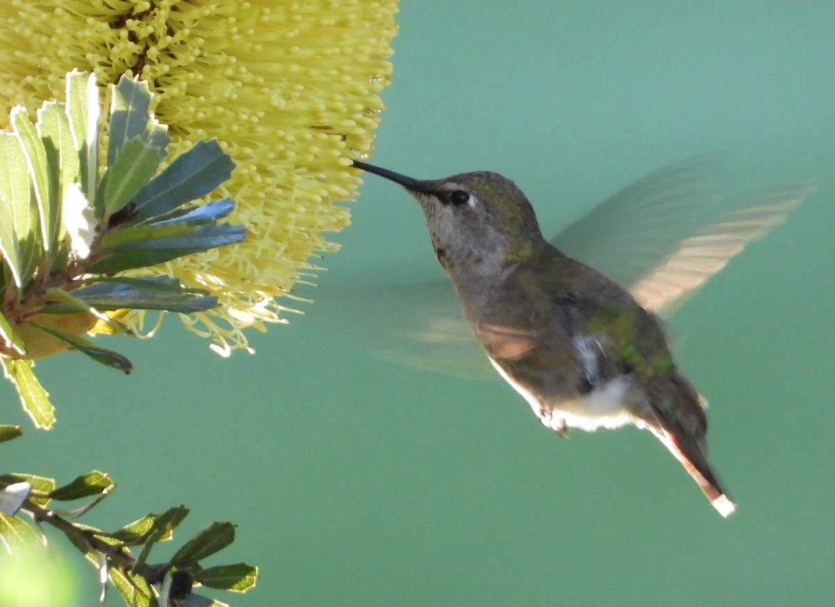 Anna's Hummingbird - Jon Tveten
