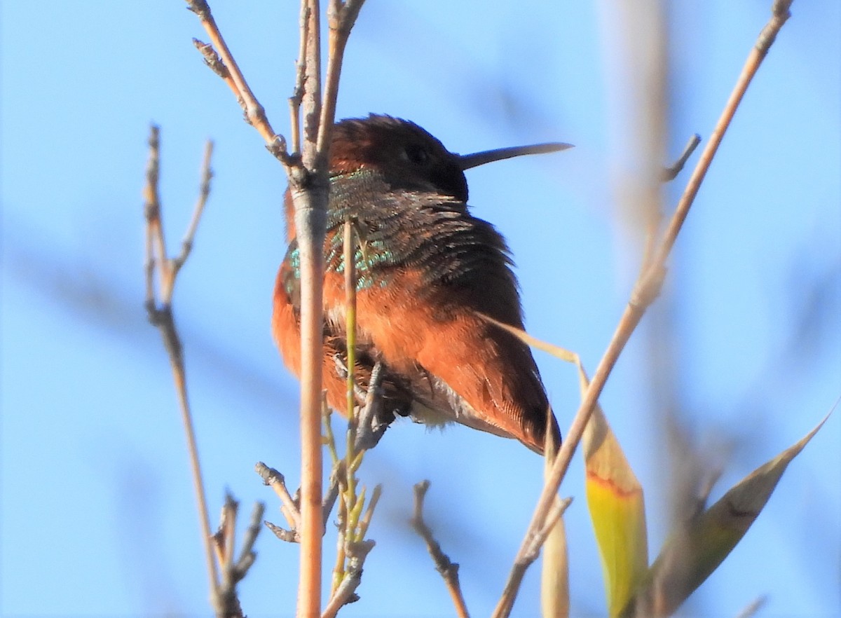 Allen's Hummingbird - Jon Tveten