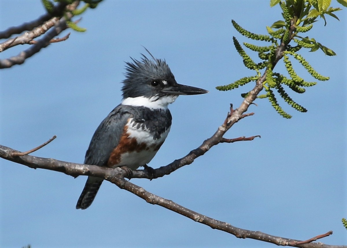 Belted Kingfisher - ML216774221