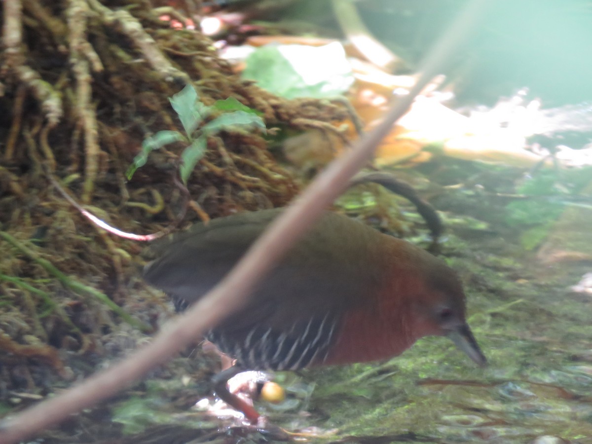 White-throated Crake - ML216774561