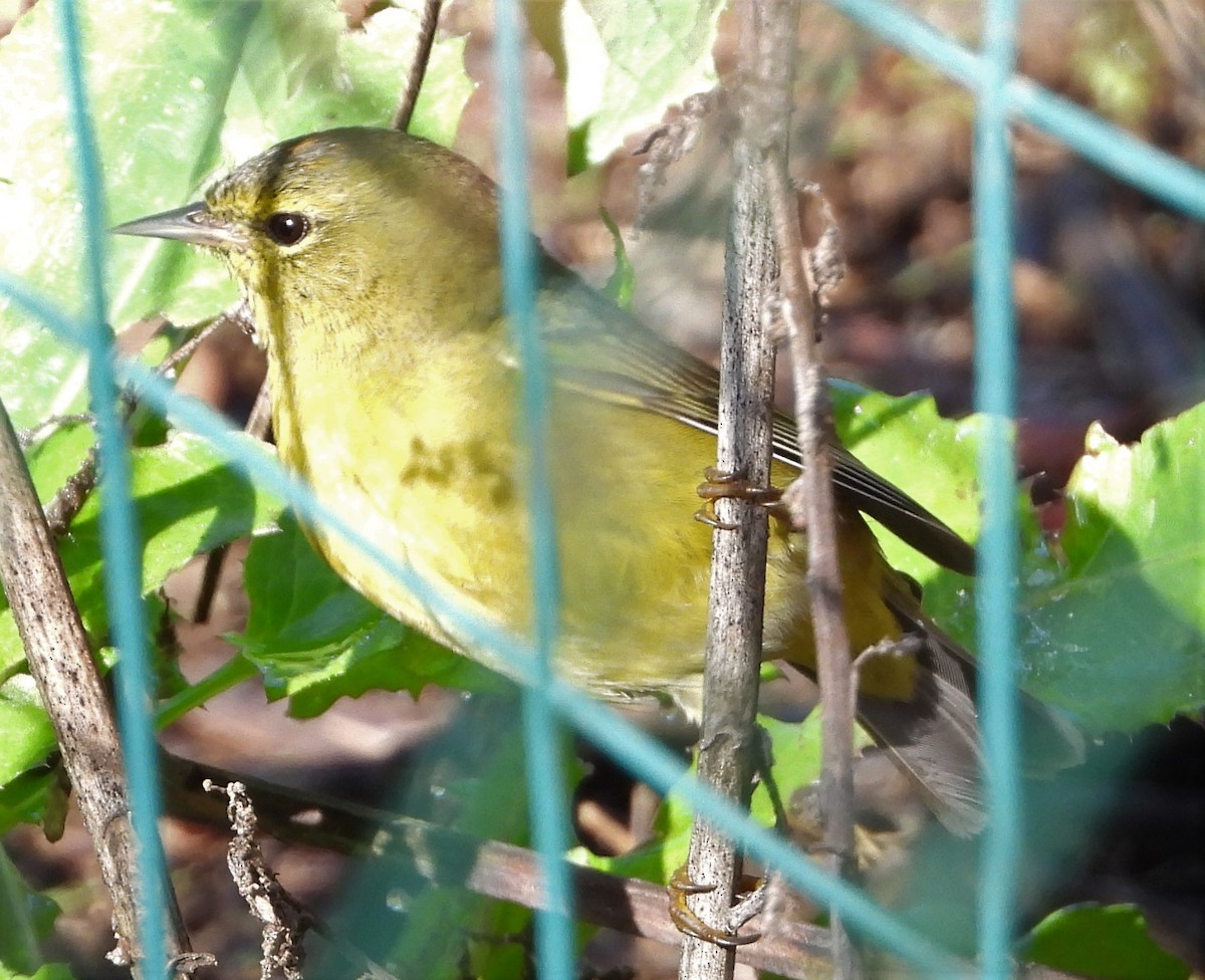 Orange-crowned Warbler - ML216775881