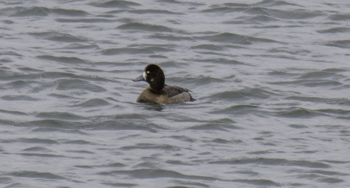 Greater Scaup - ML216778131