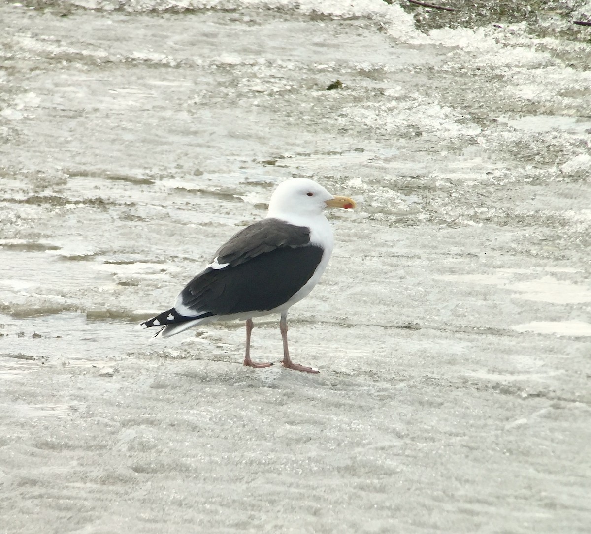 Great Black-backed Gull - ML216779371