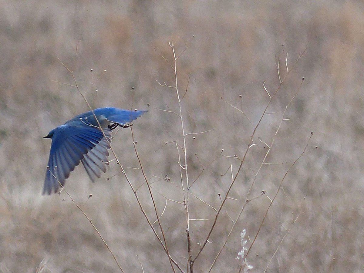 Mountain Bluebird - ML216780631