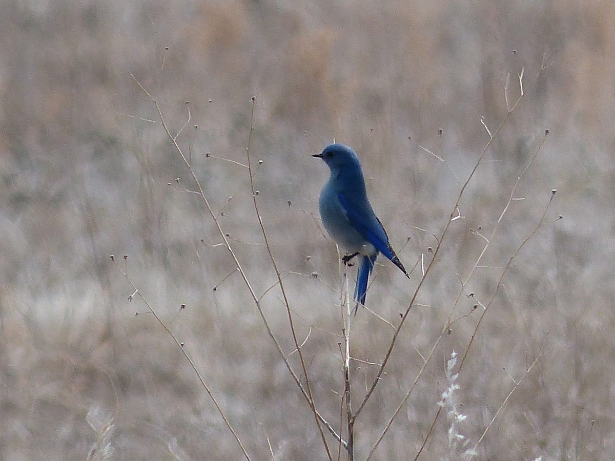 Mountain Bluebird - ML216780661