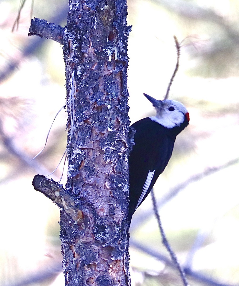 White-headed Woodpecker - ML216781061