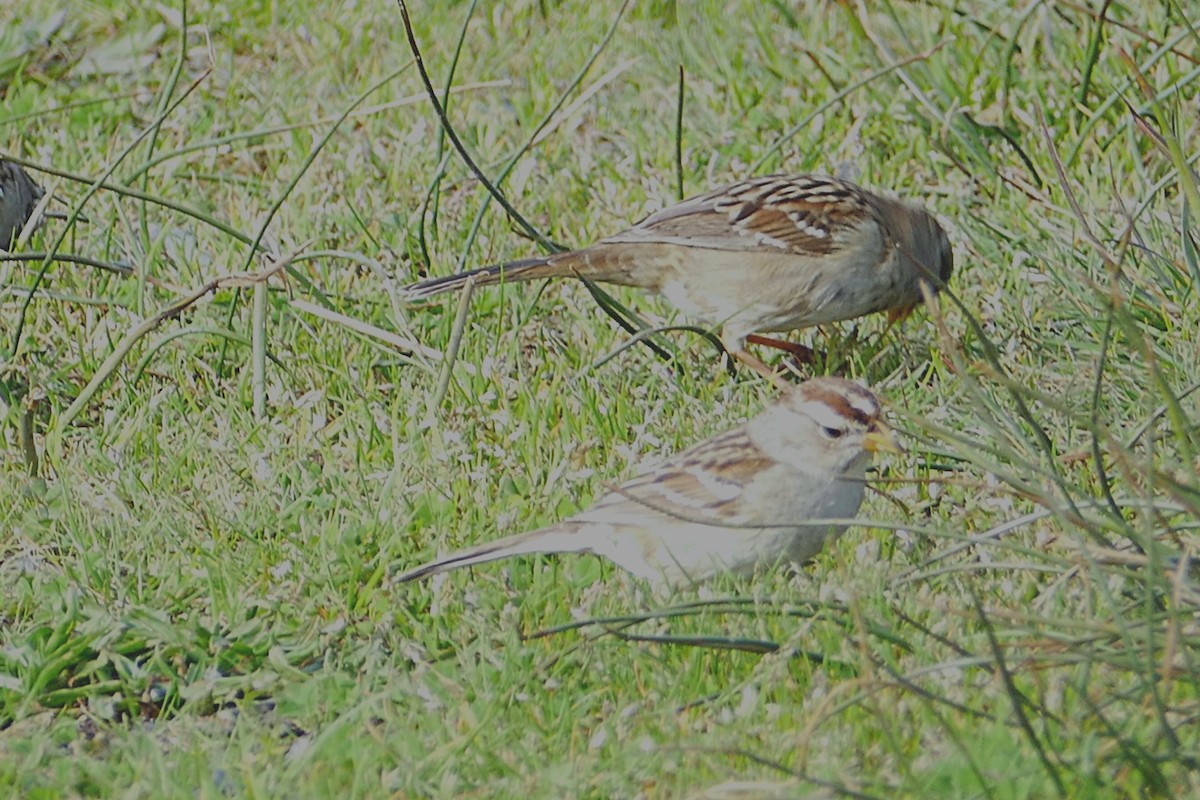 White-crowned Sparrow - Nancy Houlihan