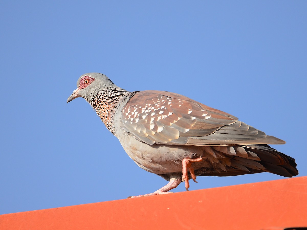 Speckled Pigeon - ML216784251