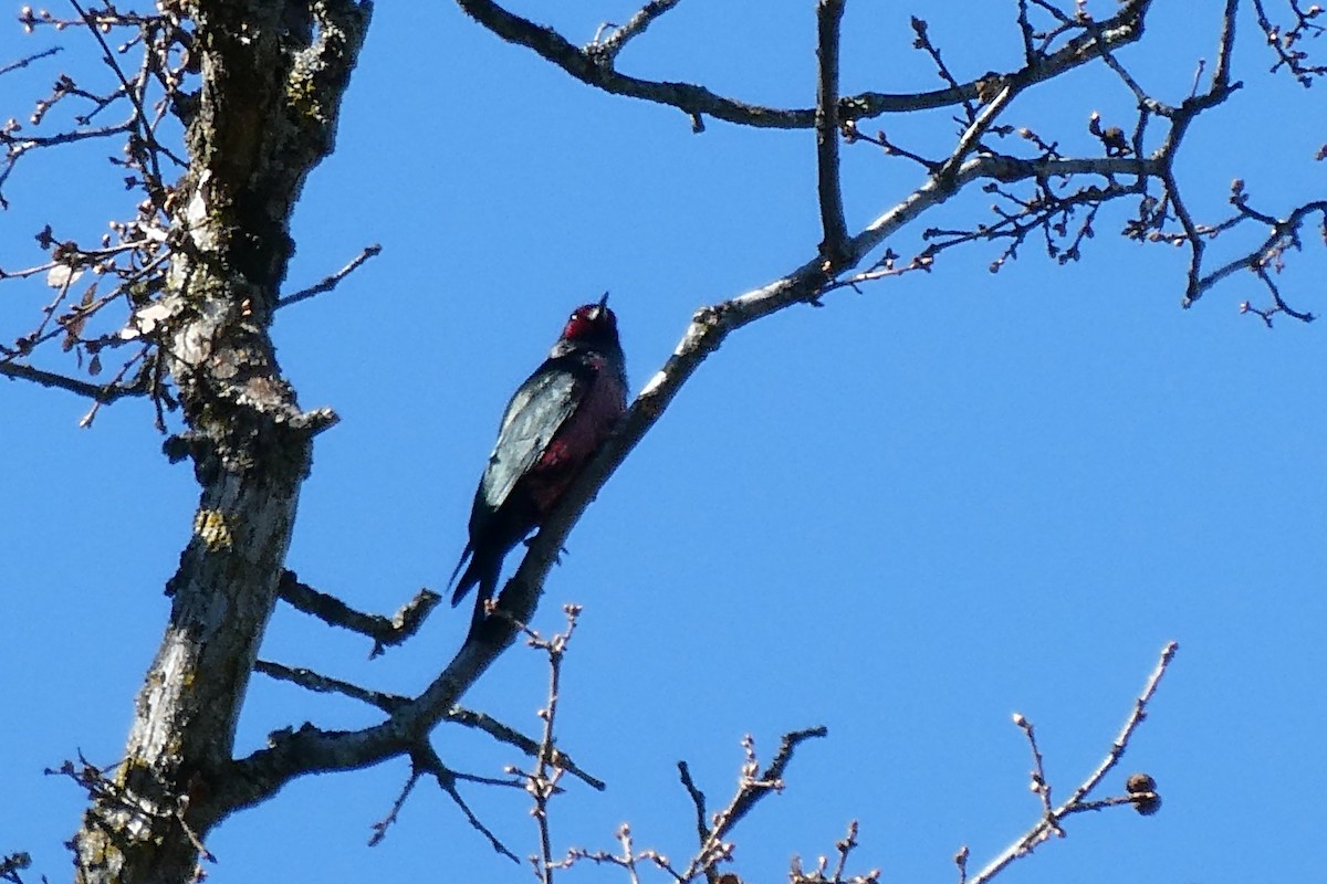 Lewis's Woodpecker - ML216785911