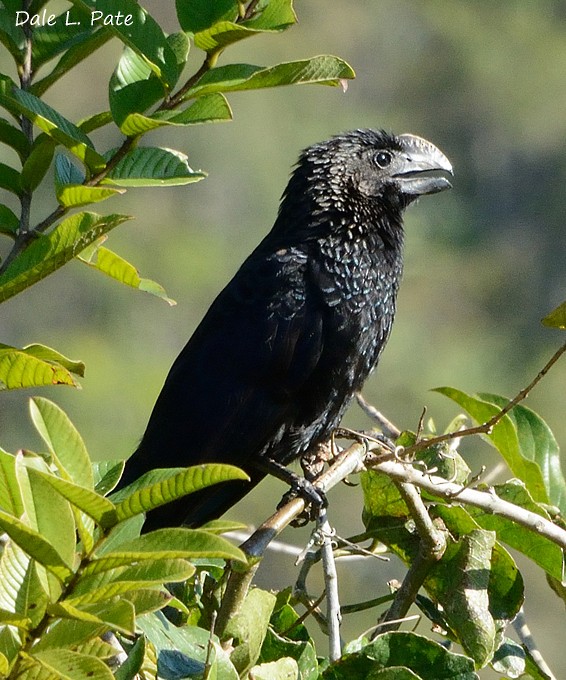 Smooth-billed Ani - Dale Pate