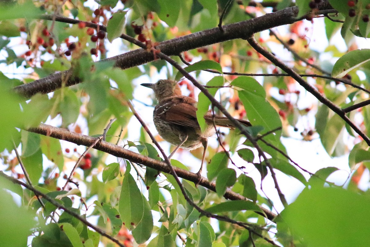 Brown Thrasher - ML216791811