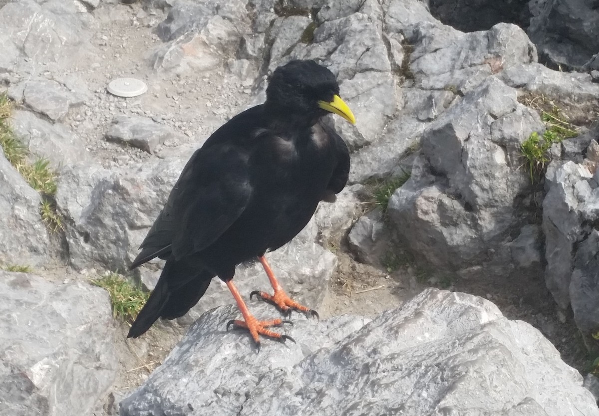 Yellow-billed Chough - ML216792471