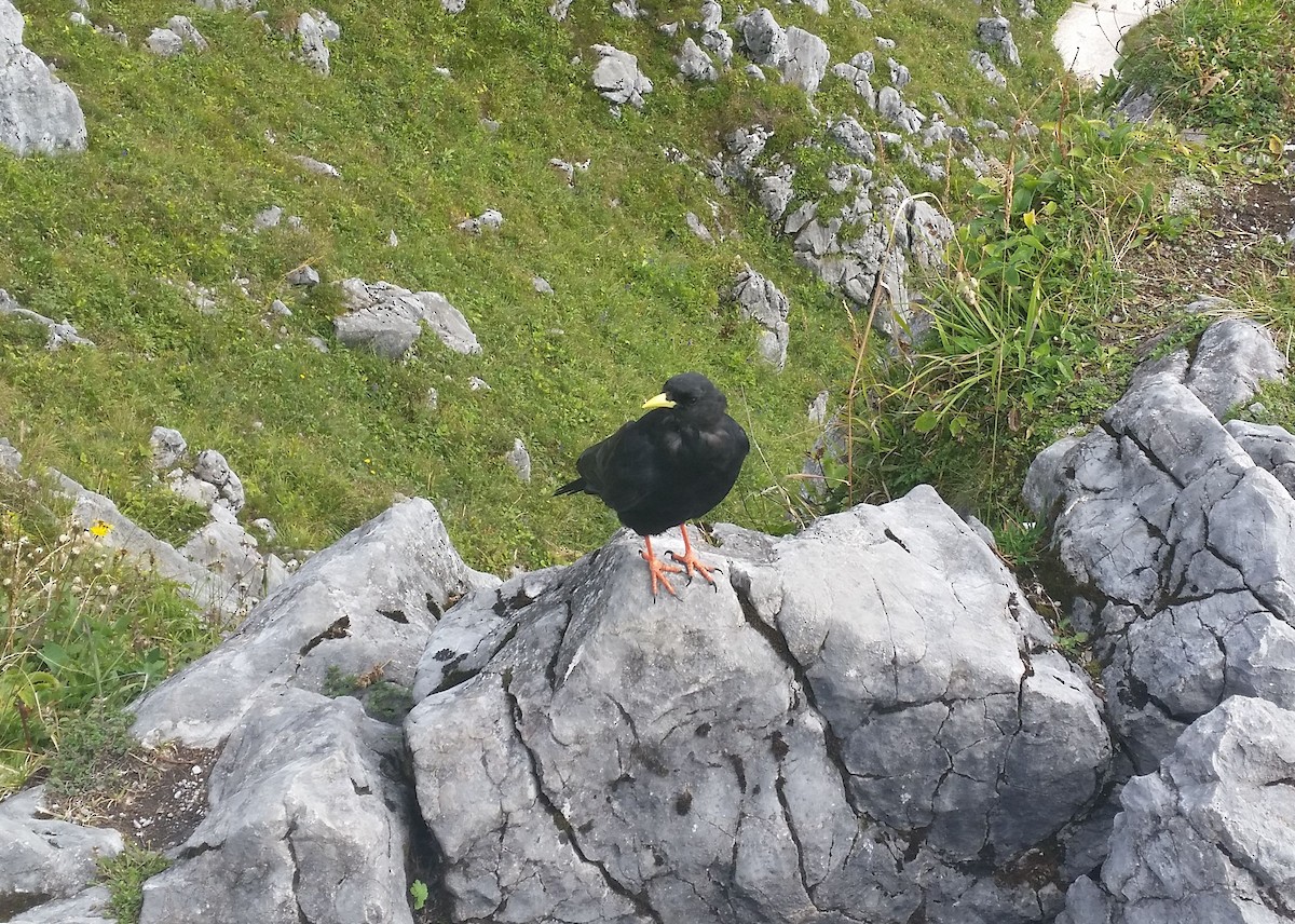 Yellow-billed Chough - ML216792501