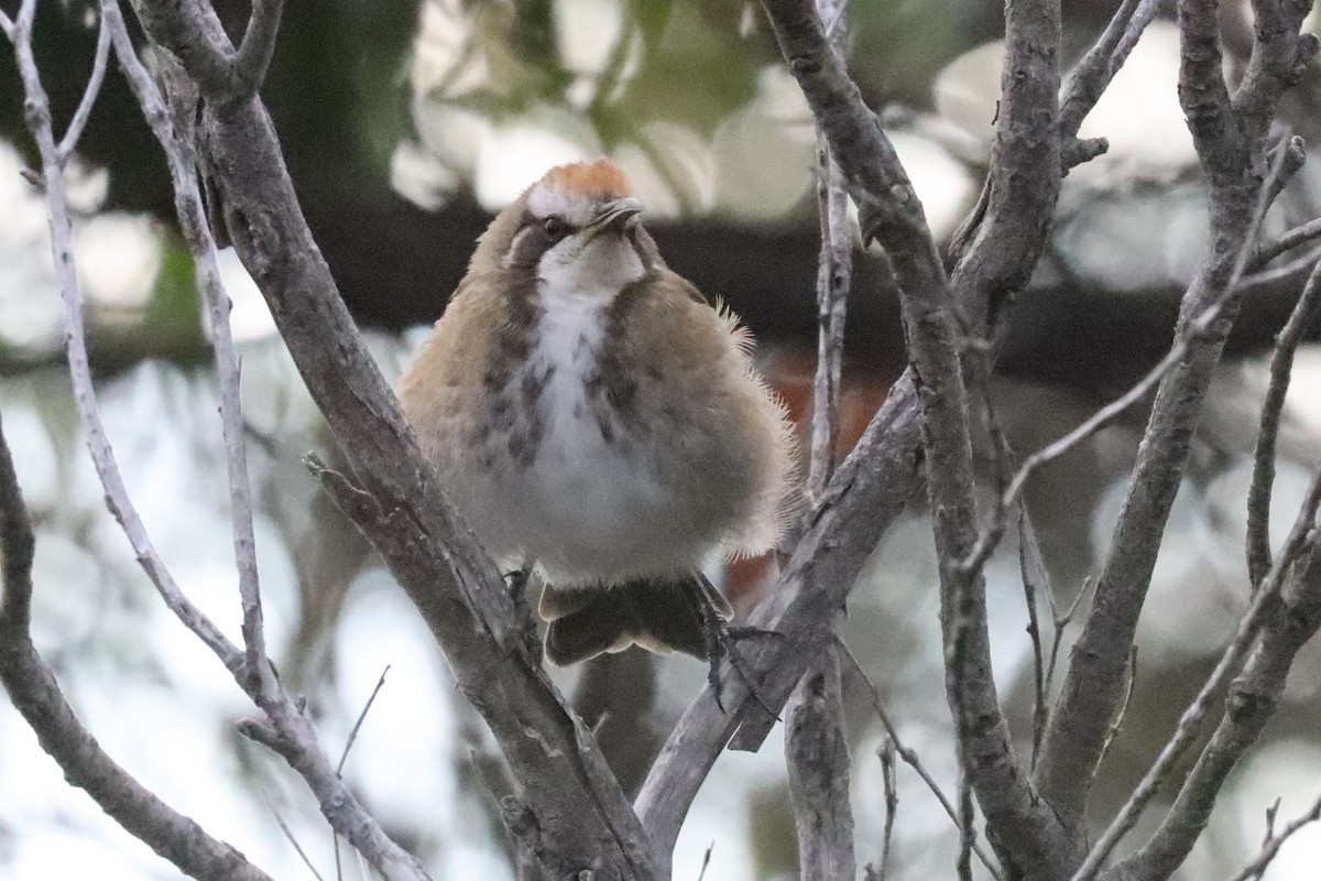 Tawny-crowned Honeyeater - ML216793701